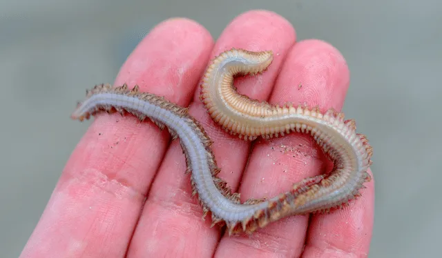 Revisa todas las interpretaciones sobre soñar con gusanos blancos y descubre si es señal de buena suerte. Foto: AFP Revisa todas las interpretaciones sobre soñar con gusanos blancos y descubre si es señal de buena suerte. Foto: AFP