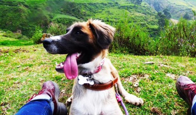  En el Perú existen varios lugares pet friendly que puedes visitar con tus mascotas. Foto: Asociación KP.   