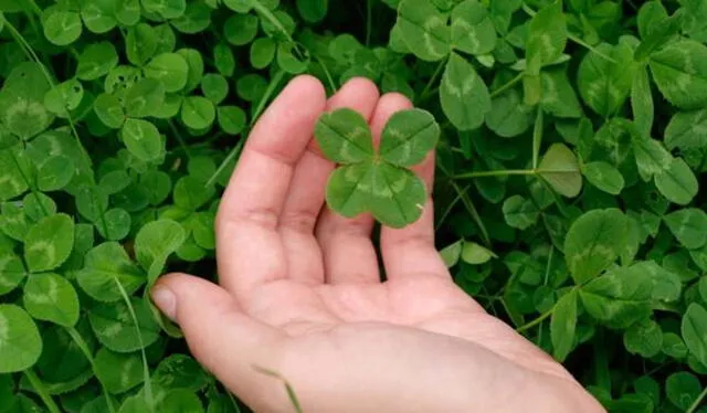  El trébol es una planta que se asocia con la buena fortuna. Foto: treboldelasuerte   