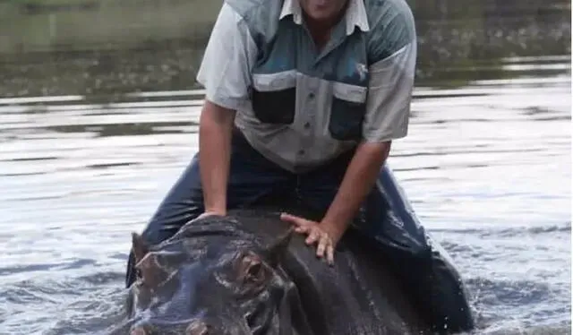 Marius Els adoptó al bebé hipopótamo después de rescatarlo de un río.   