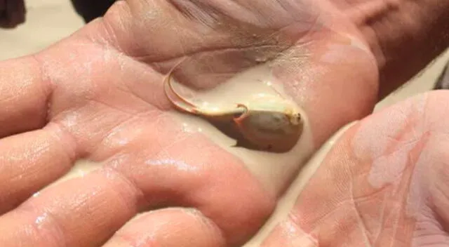 Estas criaturas han estado dormidas durante años. Fuente: GLR Estas criaturas han estado dormidas durante años. Fuente: GLR