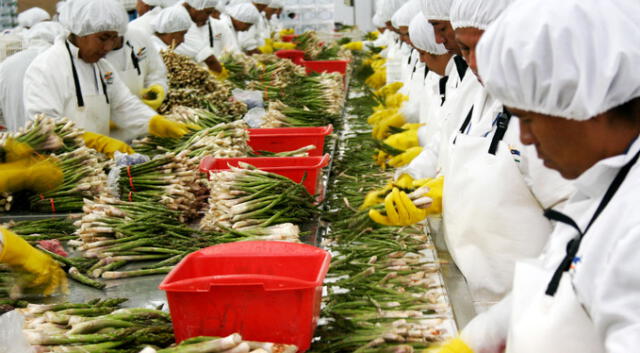 En América Latina, Perú es uno de los mejores productores de espárrago.