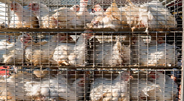 Gallinas ponedoras que viven en jaulas no se desarrollan como deben.