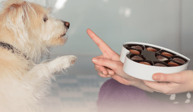  Este tipo de dulces causa serios problemas en la salud de tu mascota.   