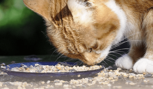  Recuerda que cada mascota puede tener diferentes reacciones ante la comida casera.   