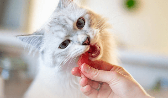  La mejor opción para tu mascota es una dieta balanceada. 