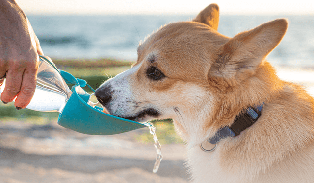 Asegúrate de que tu mascota viaje de manera segura y cómoda, libre de estrés.   