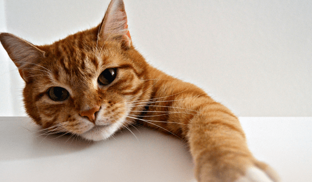 El gen ARHGAP36 genera el color naranja en los gatos machos. El gen ARHGAP36 genera el color naranja en los gatos machos.