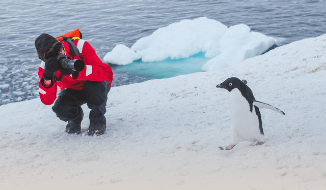 El sorprendente rol que cumplen los pingüinos en la Antártida que podría salvar al planeta, según científicos. El sorprendente rol que cumplen los pingüinos en la Antártida que podría salvar al planeta, según científicos.