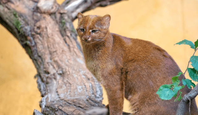  Jaguarundi: el depredador que aún estaría con vida tras 40 años de extinción.   