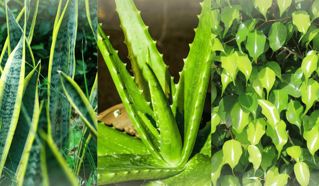 Otras plantas que nos ayudan a limpiar el aire. Otras plantas que nos ayudan a limpiar el aire.