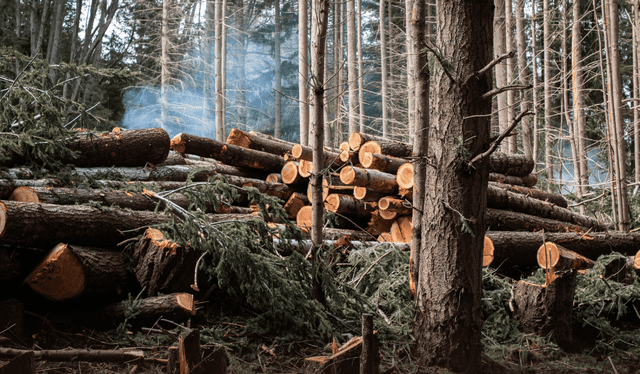 ¿Qué hay detrás de la formación del 