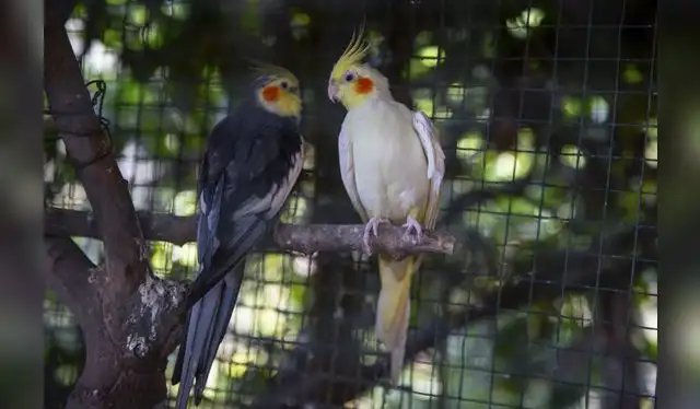 <em>Foto: Andina</em> <em>Foto: Andina</em>