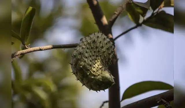 <em>Foto: Andina</em> <em>Foto: Andina</em>