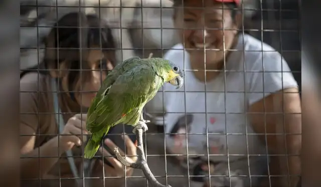 <em>Foto: Andina</em> <em>Foto: Andina</em>