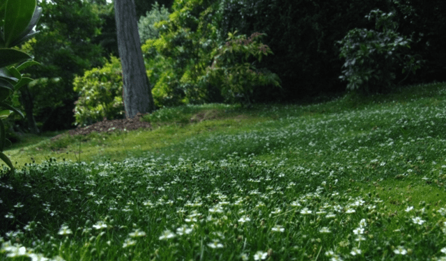 Es necesario que las plantas tengan más horas de luz para su mejor desarrollo. Foto: Brigitte Rieser/ Flickr    