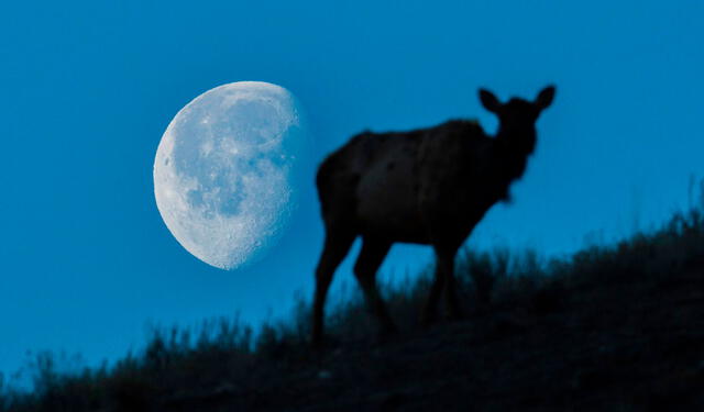  La luna de ciervo fue denominada por la época en que crecen los cuernos de estos animales. Foto: NASA/National Park Service/referencial   