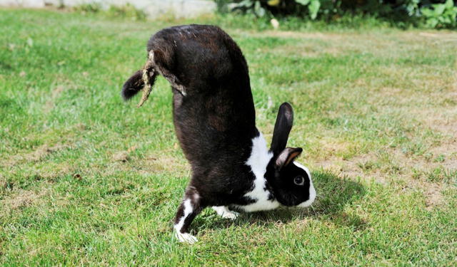Soñar con conejos grandes significa la buena suerte.   