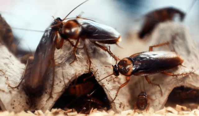 Las cucarachas son consideradas portadoras de enfermedades intestinales, según la OMS. Foto: AFP   
