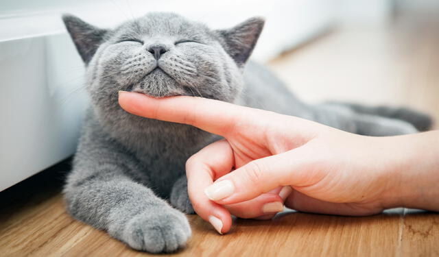 Conoce los mejores trucos caseros para evitar el mal olor de orine de gato.   