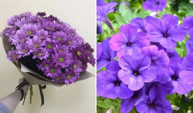 ¿Qué significa regalar flores moradas o violetas el 9 de noviembre y cuál es la historia?