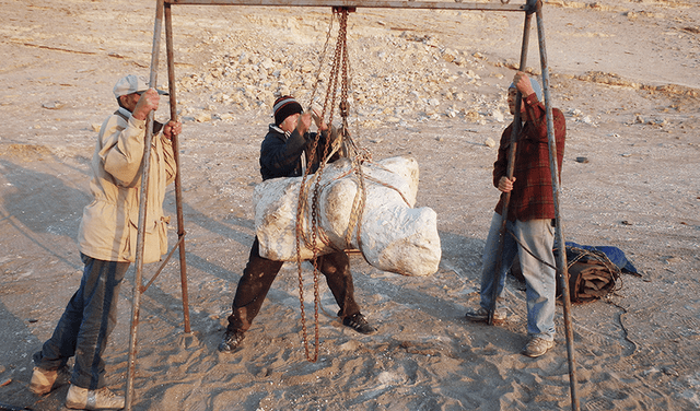  Excavación del fósil del Perucetus colossus, la nueva especie descubierta en el desierto de Ica. Foto: Giovanni Bianucci    