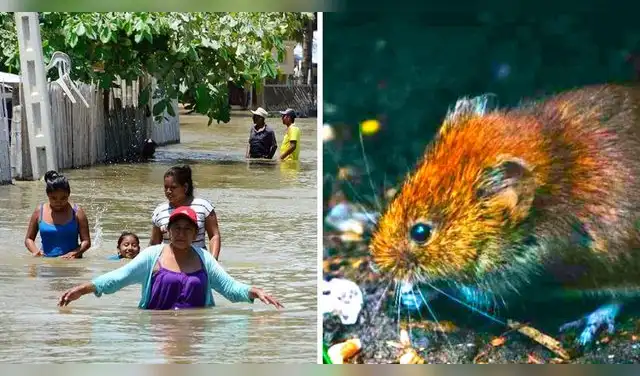 La leptospirosis es una enfermedad infecciosa causada por una bacteria que puede causar infecciones a los riñones, hígado, el cerebro, los pulmones o el corazón. La leptospirosis es una enfermedad infecciosa causada por una bacteria que puede causar infecciones a los riñones, hígado, el cerebro, los pulmones o el corazón.