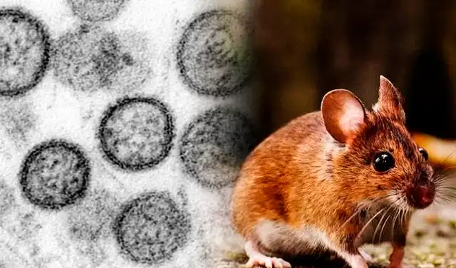 Hantavirus