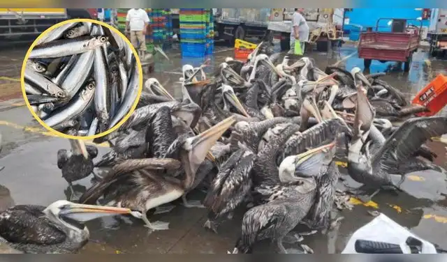 La falta de alimento ha provocado que numerosos pelícanos sean encontrados debilitados, desnutridos e incluso muertos en distintos puntos del litoral. Foto: Composición EP.