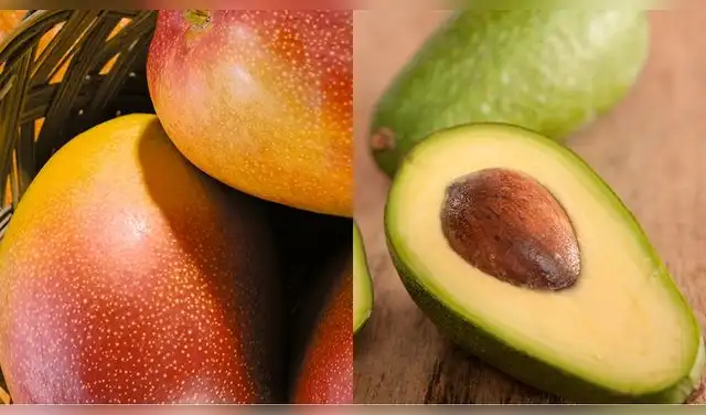 Mango y palta bajo amenaza: Senamhi alerta por calor extremo en Lambayeque. Foto: Difusion.