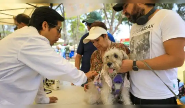 Cientos de perros y gatos rescatados esperan una segunda oportunidad en Lima. Foto: Difusión.
