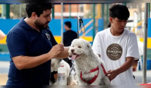 ¿Tu mascota necesita atención? Lanzan campaña veterinaria gratuita con estos servicios. Foto: Difusión.