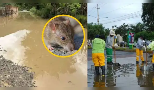 Leptospirosis en Perú alcanza cifra récord de muertes y hospitalizados en 2026: El Niño agravaría panorama. Foto: Composición EP. Leptospirosis en Perú alcanza cifra récord de muertes y hospitalizados en 2026: El Niño agravaría panorama. Foto: Composición EP.