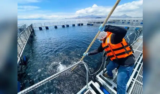 Conoce las seis medidas que prepara PRODUCE y cómo podrían beneficiar a pescadores y acuicultores. Foto: Difusión.