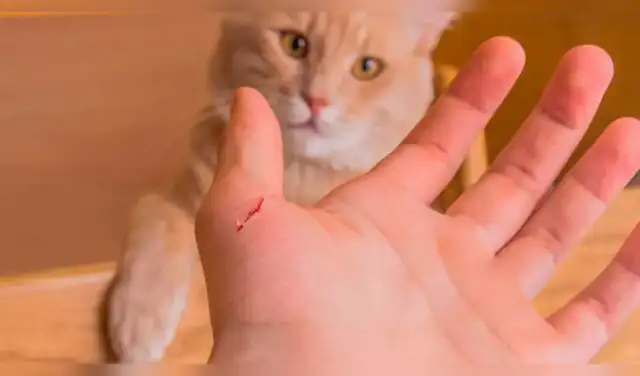 ¿Tu gato te arañó y no le diste importancia? Estos síntomas podrían aparecer días después. Foto: Difusión. ¿Tu gato te arañó y no le diste importancia? Estos síntomas podrían aparecer días después. Foto: Difusión.