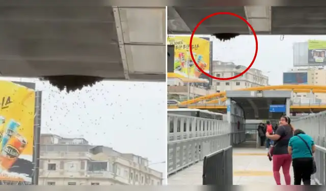 Enjambre de abejas obliga a cerrar estación. Foto: Difusión.