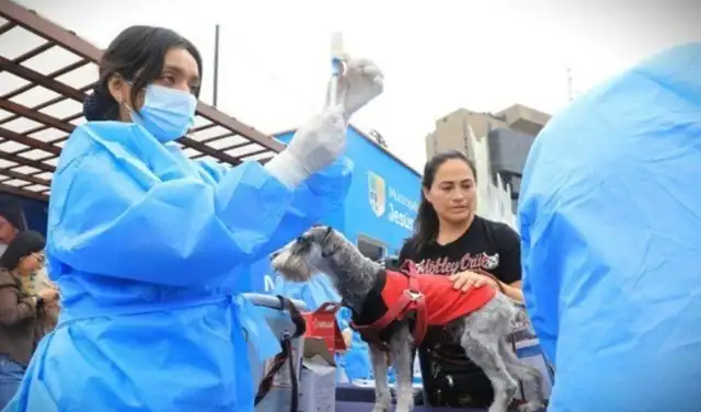 Campaña veterinaria gratuita en Lima: consultas y desparasitación para perros y gatos este 22 de setiembre. Foto: Difusión.
