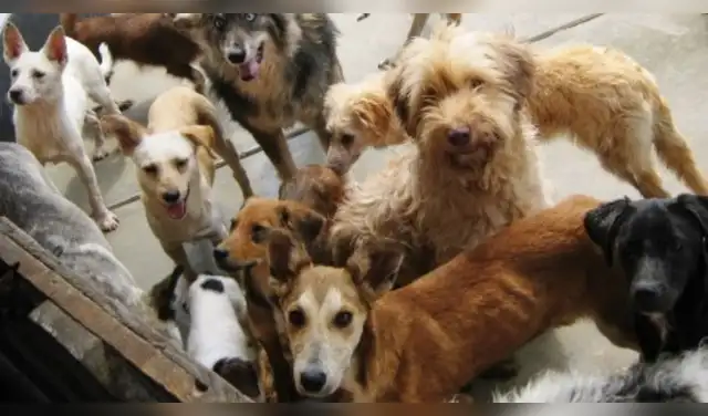 ¡UNA ADOPCIÓN ABRE ESPACIO PARA OTRO RESCATE! Foto: Difusión.
