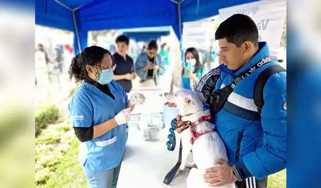 Las mascotas podrán acceder a servicios veterinarios gratuitos y las familias disfrutarán de concursos y otras actividades durante el FestiPet, en el marco de la campaña “Lima: actúa por sus vida". Foto: Difusión.  