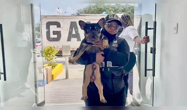 Perritos reciben atención por lesiones y problemas de salud.