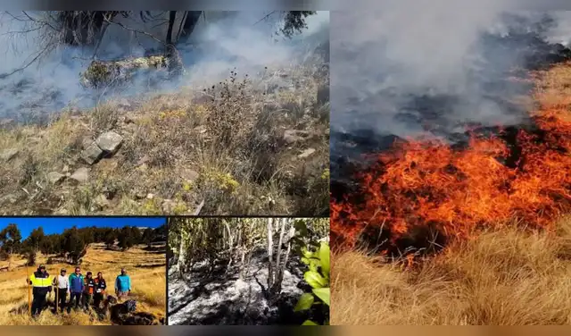 Incendios forestales arrasan casi 30 MIL hectáreas y dejan víctimas. Foto: Composición EP.