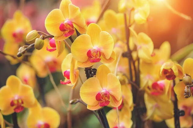 Las orquídeas le dan un toque elegancia y belleza a cualquier arreglo floral