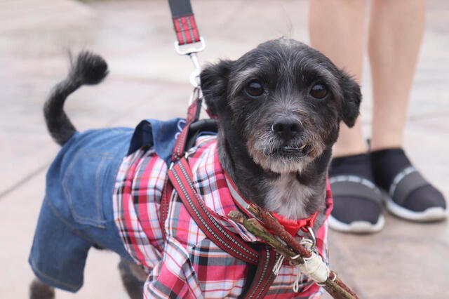 El municipio de Bellavista hizo un llamado a promover la adopción de mascotas.   