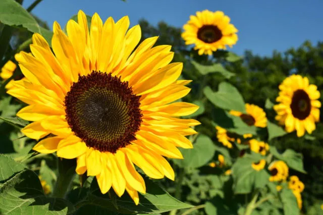 girasoles 