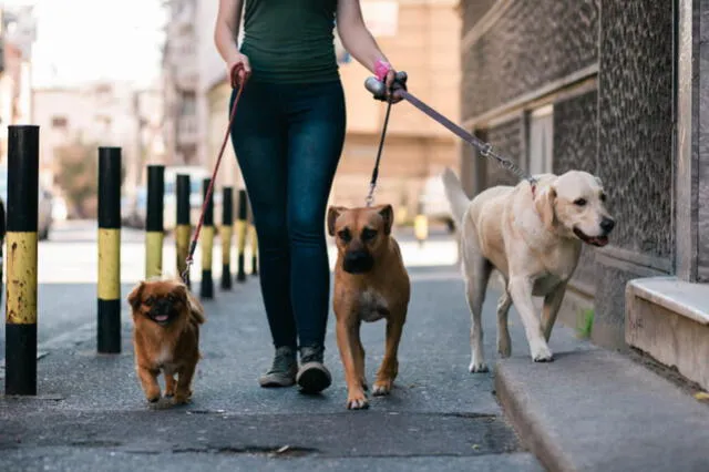 Un paseador de perros puede llegar a ganar hasta S/2 000.