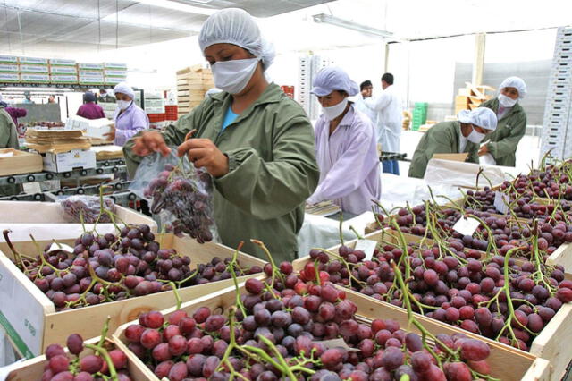 Las uvas, arándanos y paltas son los productos que más se exportan