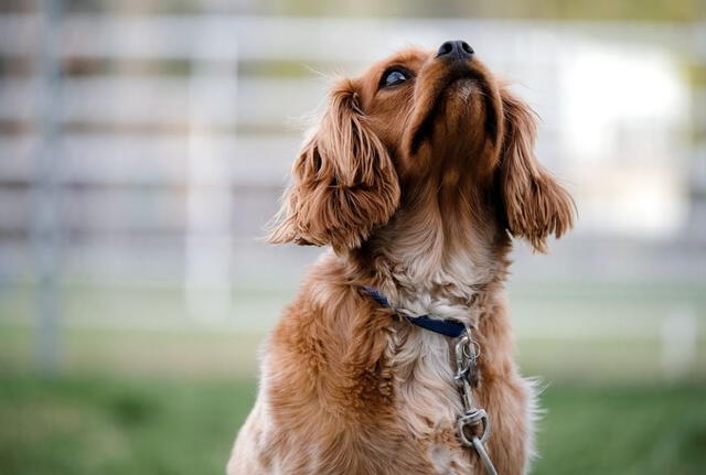 Un catador de perros profesional puede llegar a ganar 6 mil euros mensuales. 