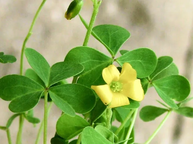  Conoce el significado de soñar con un trébol amarillo. Crédito: Missueños.com 