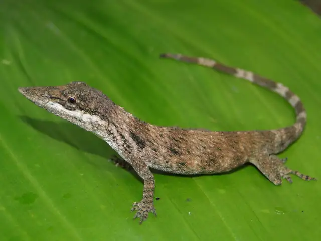 Este es el reptil que vuelve a ser descubierto en la selva peruana.