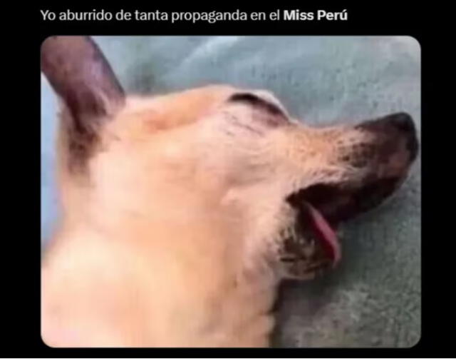 Los seguidores del Miss Perú 2024 se mostraron cansados de la constante publicidad.